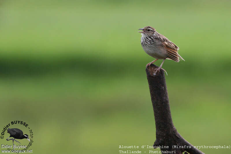 Indochinese Bush Larkadult breeding, song, Behaviour