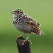 Indochinese Bush Lark