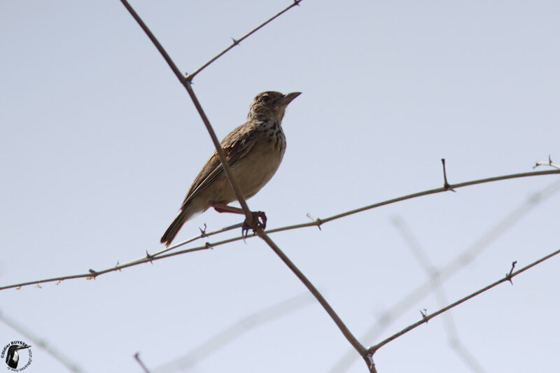 Alouette de Jerdon mâle adulte, identification