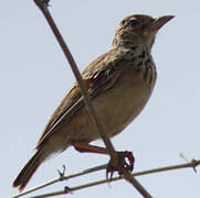 Jerdon's Bush Lark