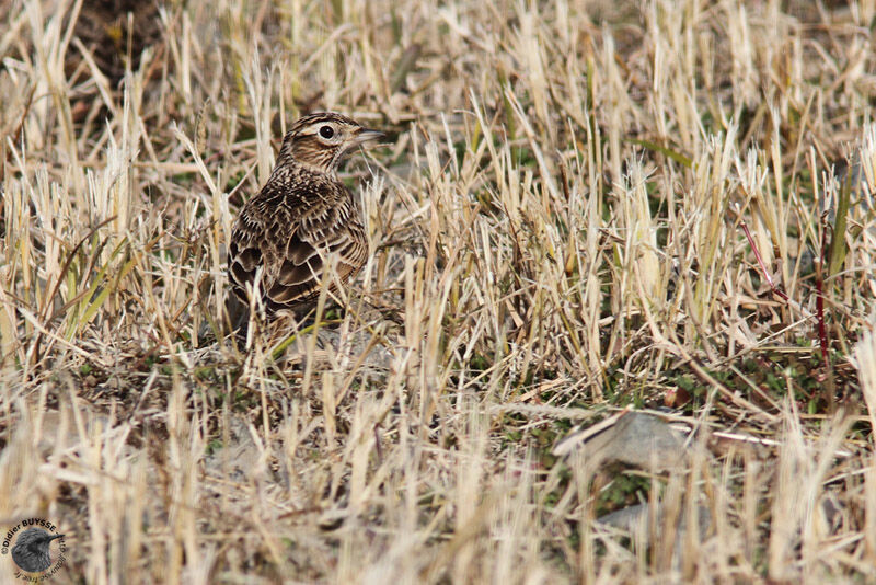 Eurasian Skylark (japonica)adult post breeding, identification