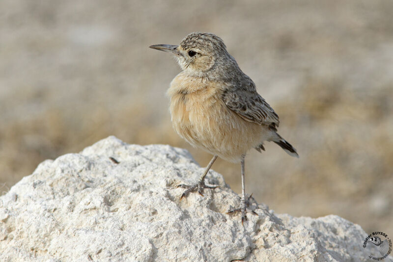 Alouette éperonnéeadulte, identification