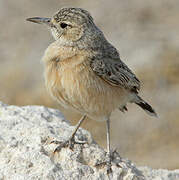 Spike-heeled Lark