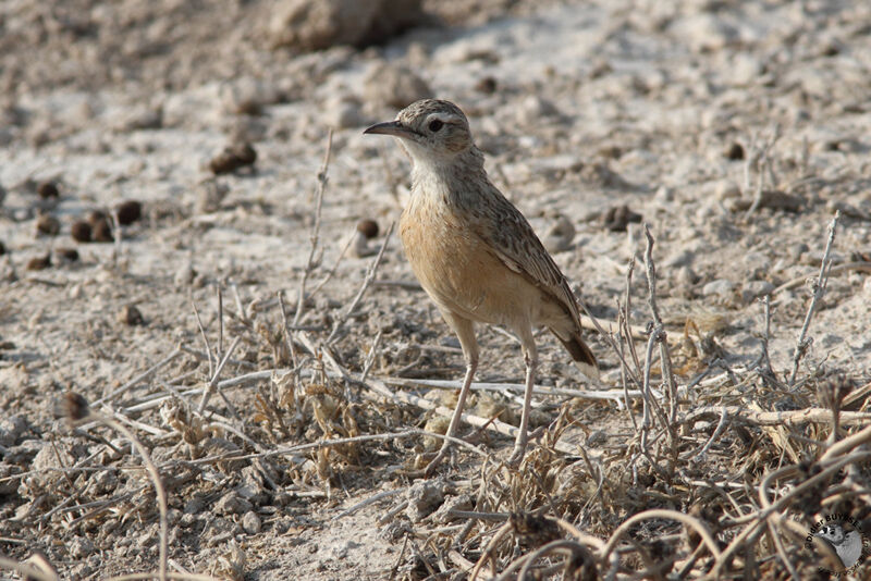 Alouette éperonnéeadulte, identification