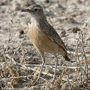 Spike-heeled Lark