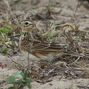 Oriental Skylark