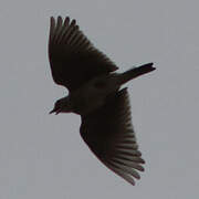 Oriental Skylark