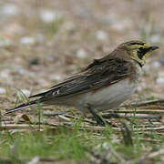 Horned Lark