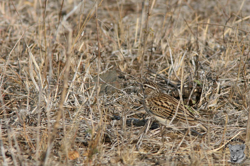 Alouette sabotaadulte, identification