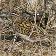 Sabota Lark