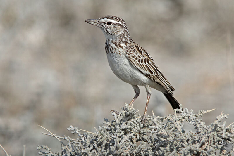 Alouette tachéeadulte, identification