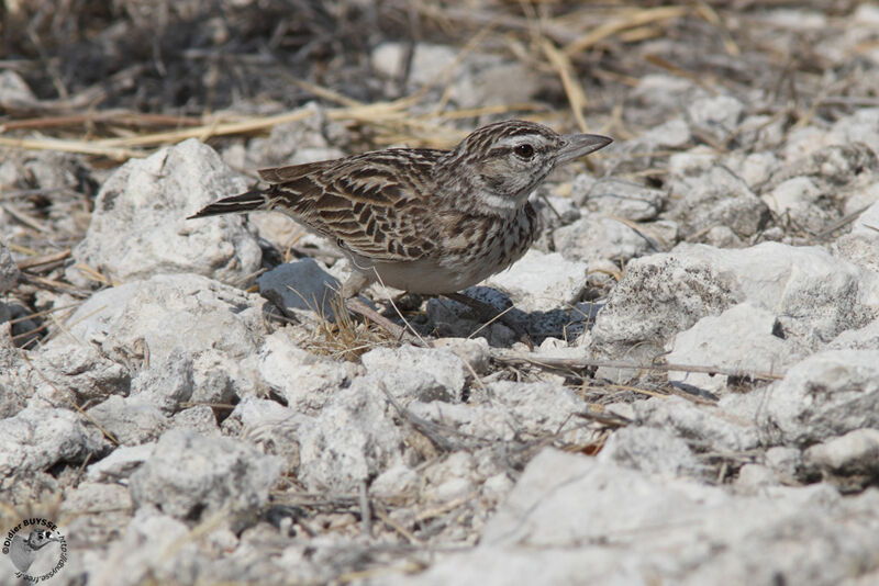 Alouette tachéeadulte, identification