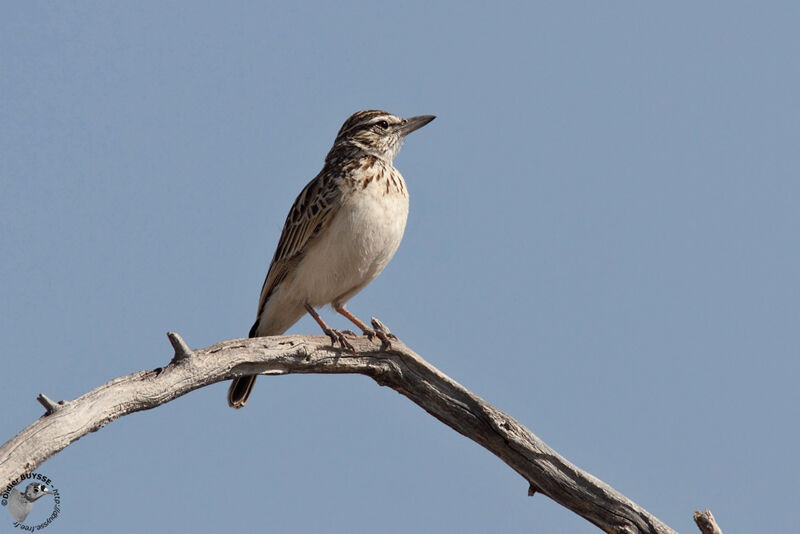 Alouette tachéeadulte, identification