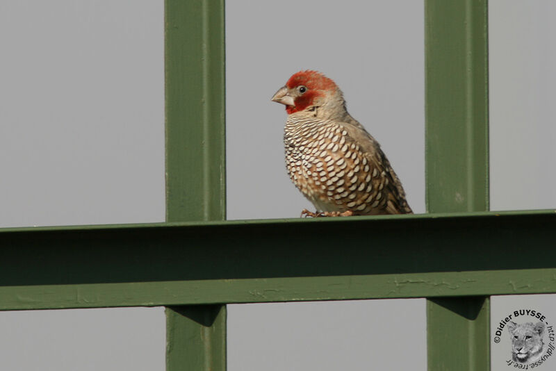 Amadine à tête rouge mâle adulte, identification