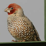 Red-headed Finch