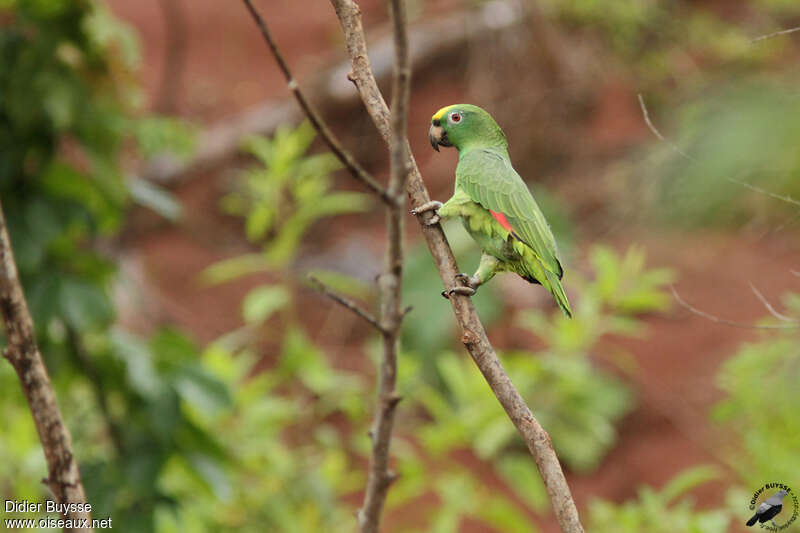 Amazone à front jauneadulte, identification