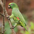 Amazone à front jaune