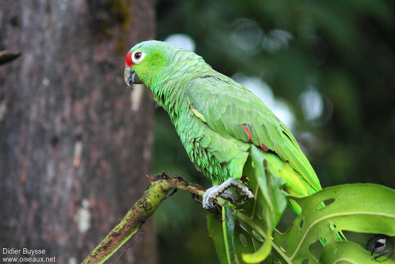 Amazone à lores rouges, identification