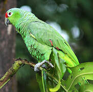 Red-lored Amazon