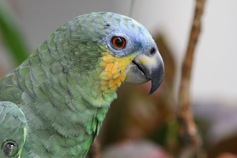 Orange-winged Amazon, identification