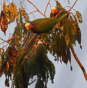 Cuban Amazon