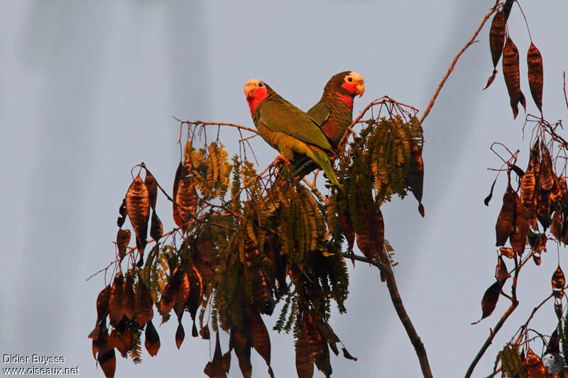 Amazone de Cuba, habitat