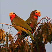 Cuban Amazon