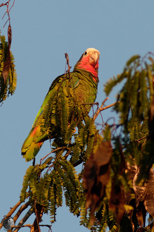 Cuban Amazon