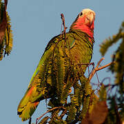 Cuban Amazon