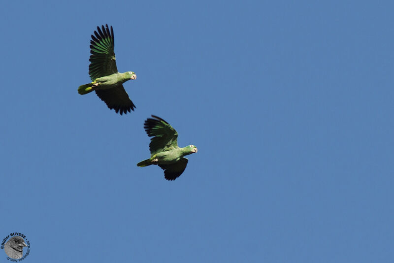 Amazone poudréeadulte, Vol