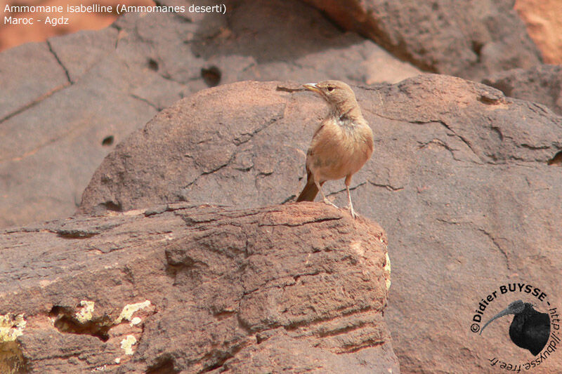 Desert Larkadult