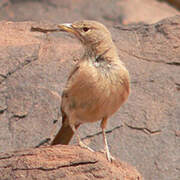 Desert Lark