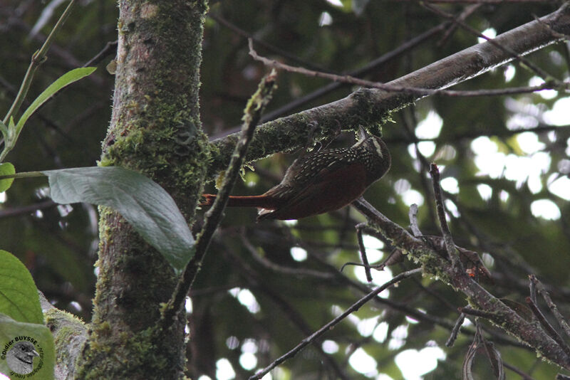 Pearled Treerunneradult, identification, Behaviour