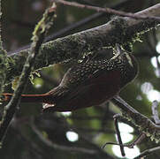 Pearled Treerunner