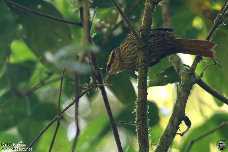 Pale-browed Treehunteradult, identification