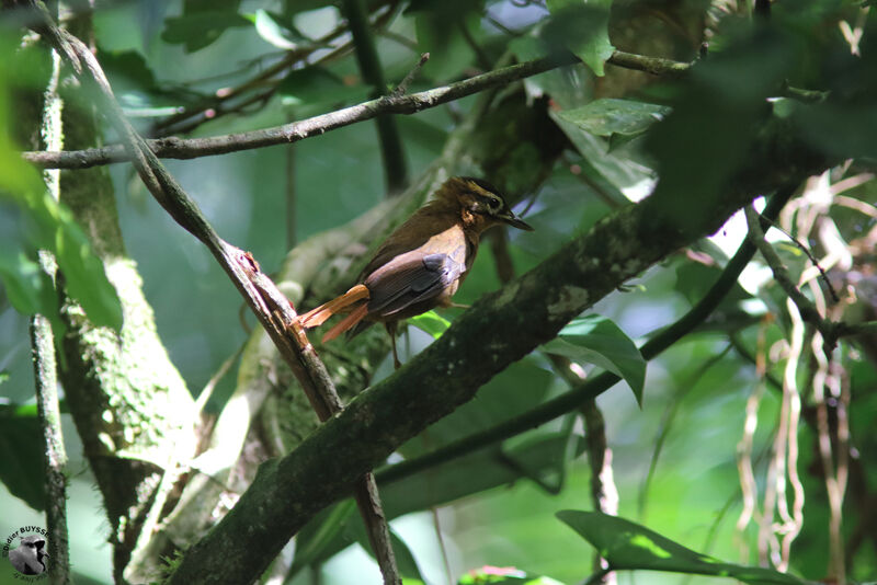 Black-capped Foliage-gleaneradult