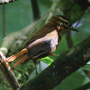 Black-capped Foliage-gleaner