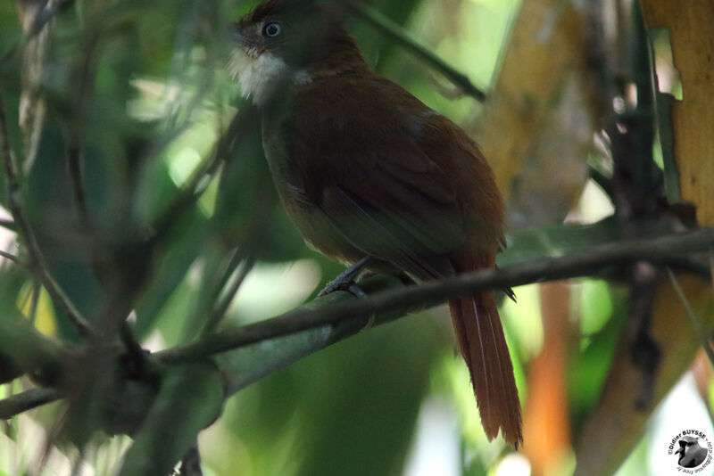 White-eyed Foliage-gleaneradult