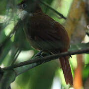 White-eyed Foliage-gleaner