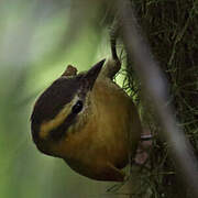 Ochre-breasted Foliage-gleaner