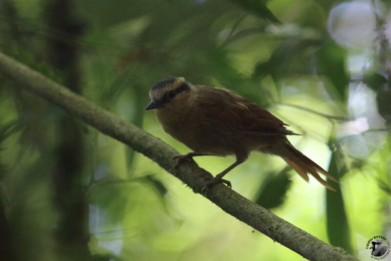 Buff-fronted Foliage-gleaneradult, identification