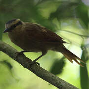 Buff-fronted Foliage-gleaner