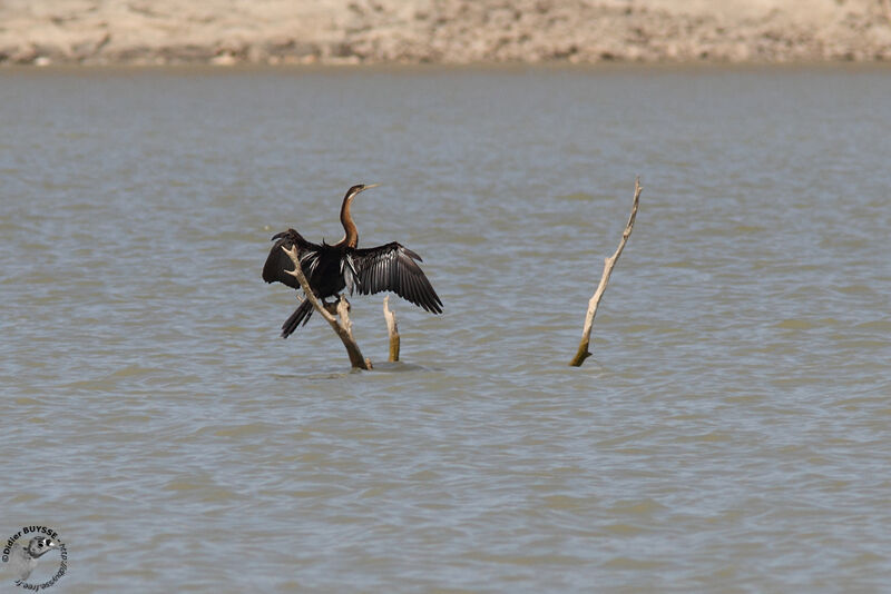 African Darter male adult, identification