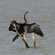 Anhinga d'Afrique