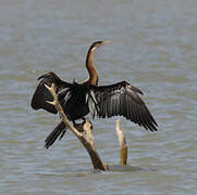 African Darter