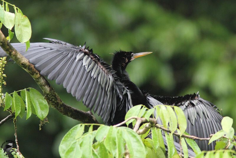 Anhinga d'Amérique mâle, identification, Comportement