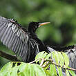 Anhinga d'Amérique