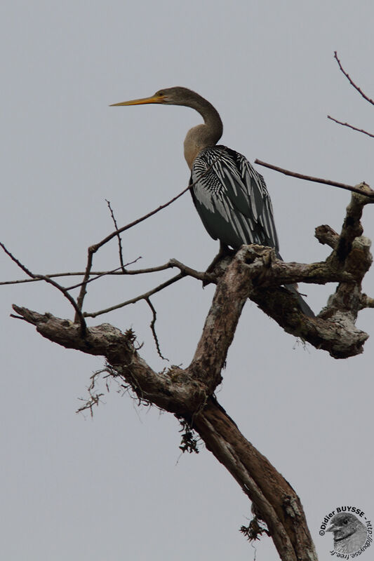 Anhinga d'Amérique femelle adulte, identification