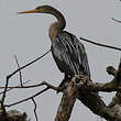 Anhinga d'Amérique