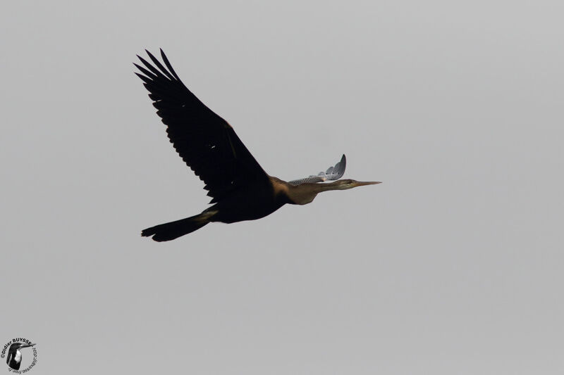 Oriental Darteradult, Flight